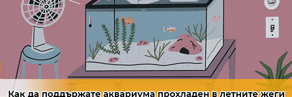 Как да поддържате аквариума прохладен в летните жеги